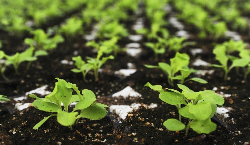 🌱 Крымские микробиологические препараты будут тестировать в Китае —  замдиректора по н...