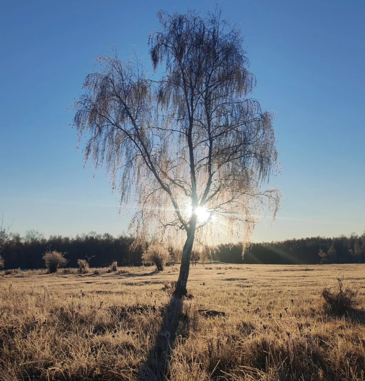 🌤Халлаан туруга