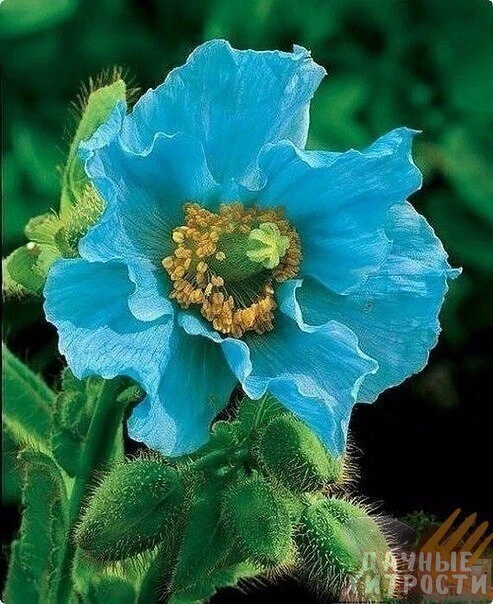 Голубой гималайский мак (Меконопсис) 💙