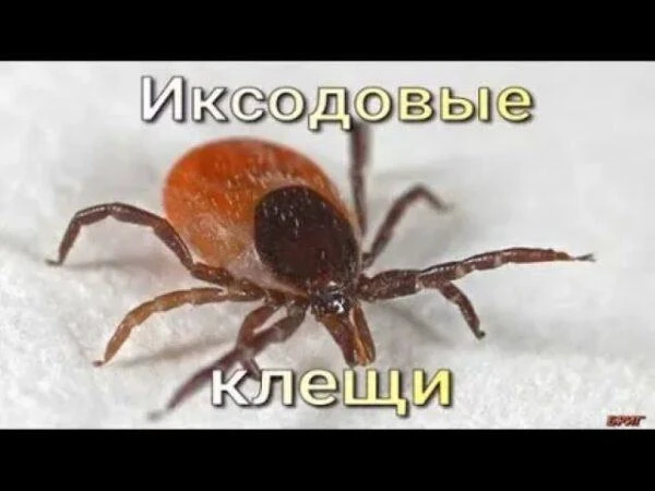 Специалисты  ГАУ КО «Мантуровский КЦСОН» отделения срочного социального обслуживания,  ...