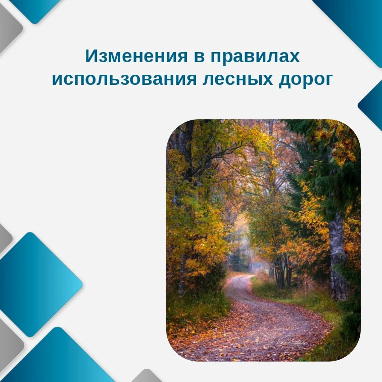 С 1 сентября 2026 года действует новый закон, который изменил правила использования лес...