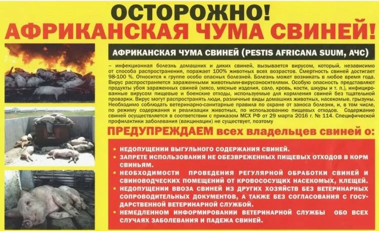 Африканская чума свиней (АЧС) - особо опасная, острозаразная, вирусная болезнь. Болеют дикие и домаш