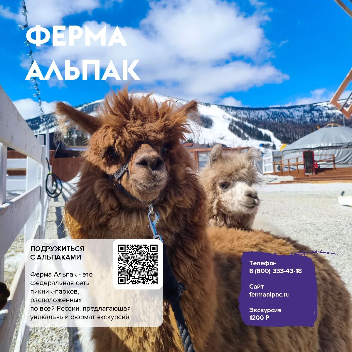 🦙 Ферма Альпак
→ знакомство с альпаками, самыми маленькими в мире барашками уэссанчиками и кроликам