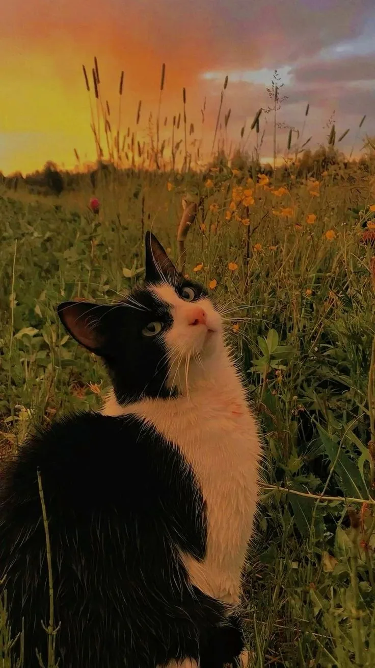 Солнце уходит за горизонт, но в сердце всегда остаётся свет.🌅