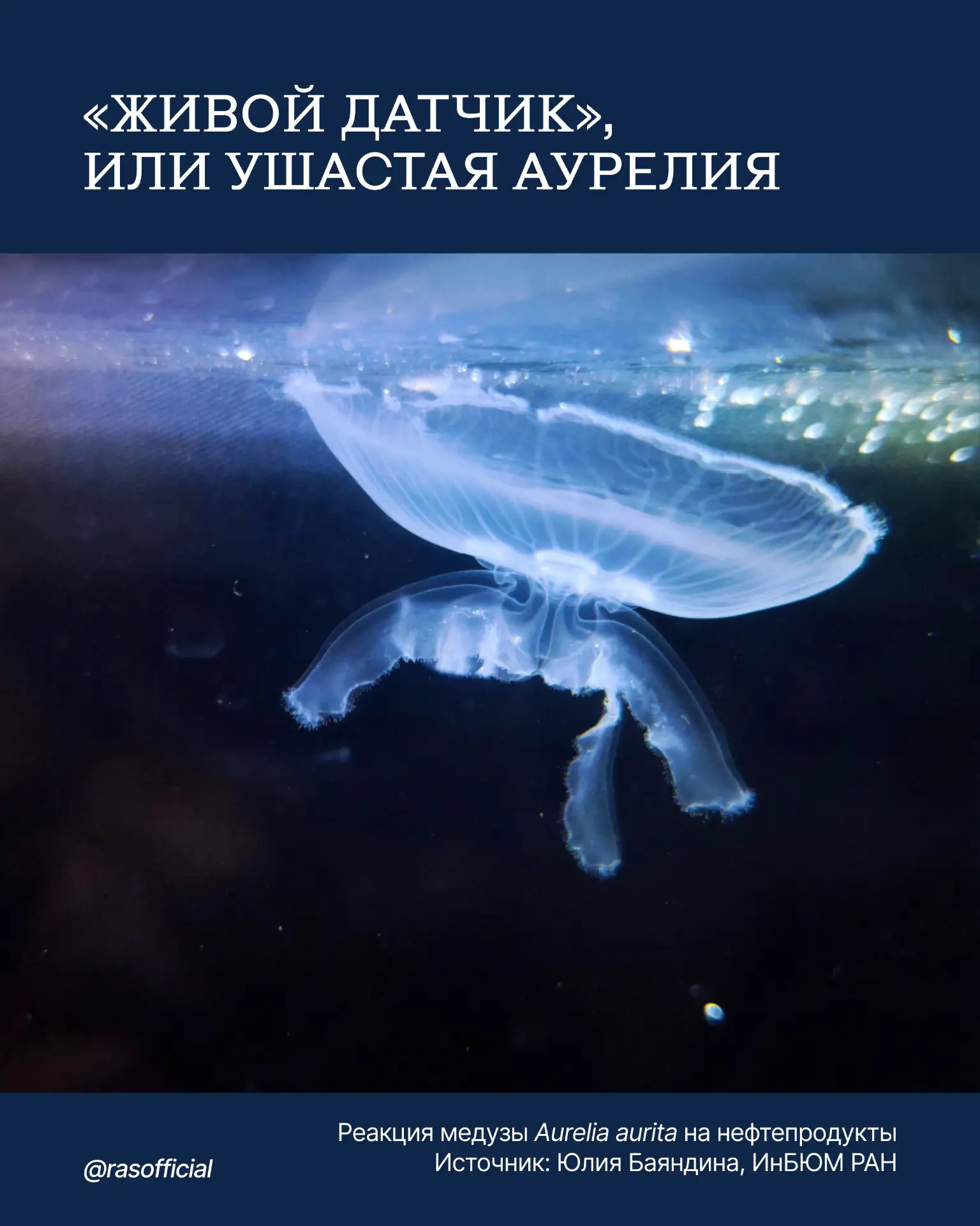 Создана система определения чистоты моря по поведению медуз

Учёные из Института биологии южных море