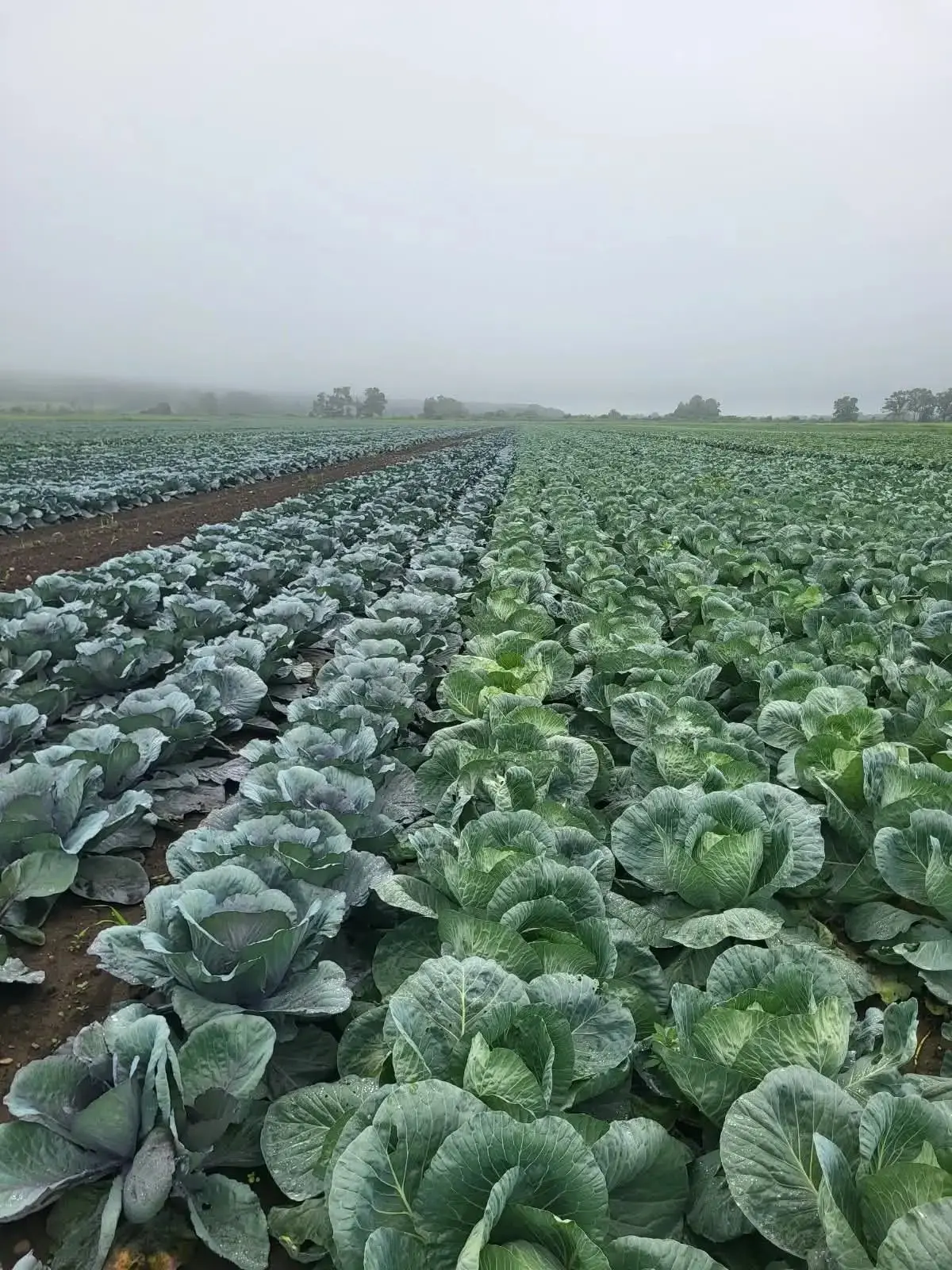 🌱Аграрии края приступили к сбору раннего картофеля и овощей.