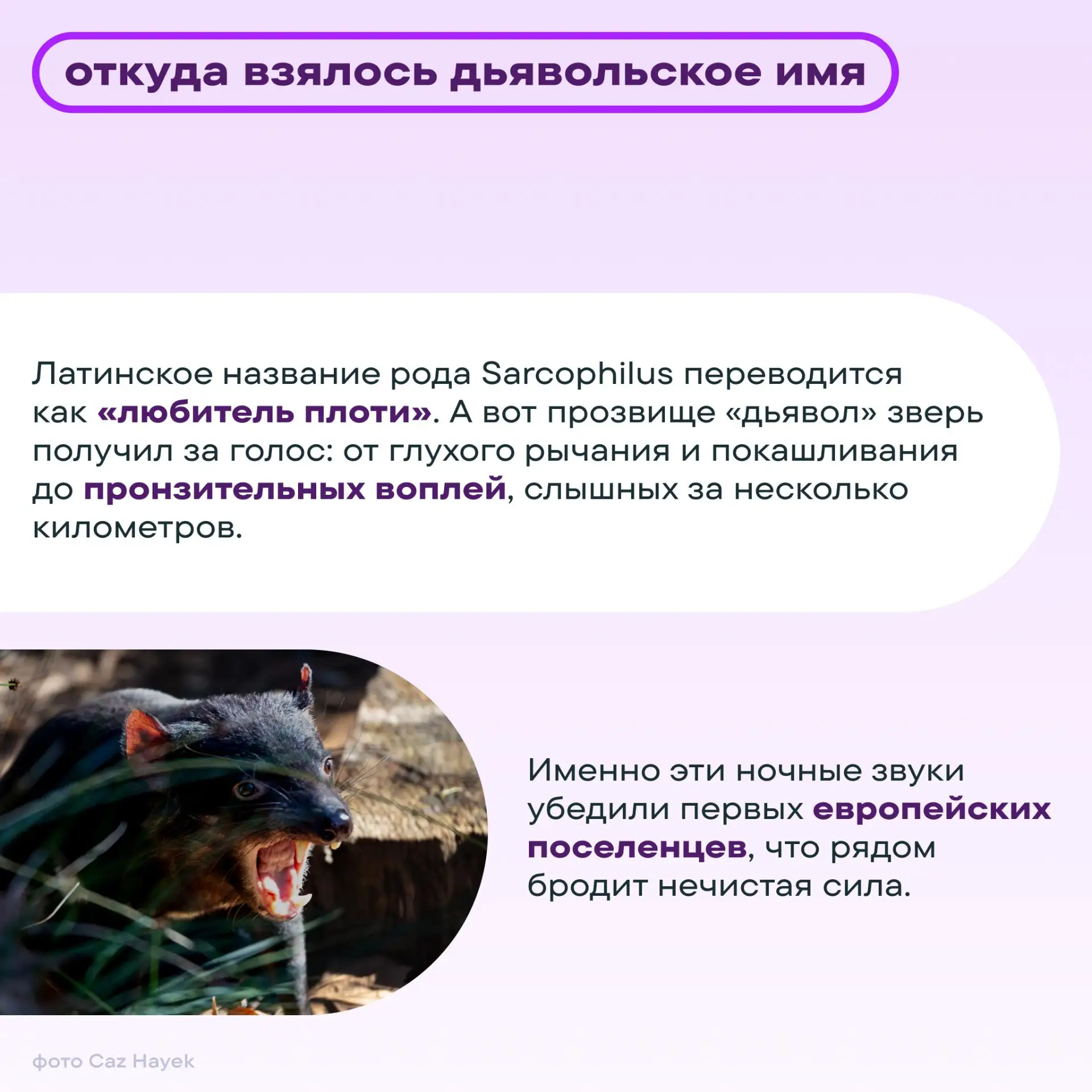 Что нужно сделать, чтобы люди назвали тебя дьяволом 😈 еще до того, как разглядели? Достаточно как с