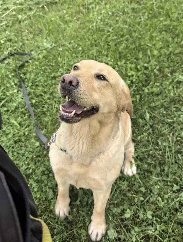 #ЗвёздочкаИщетДом Щенок в теле взрослой собаки 🐶