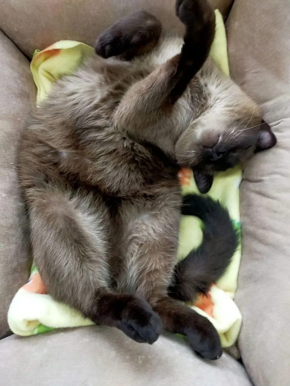 🐾 Кот-нянька и главный контролёр. Удивительная жизнь Саймона в семье! 🥰   Друзья, сегодня мы хотим п