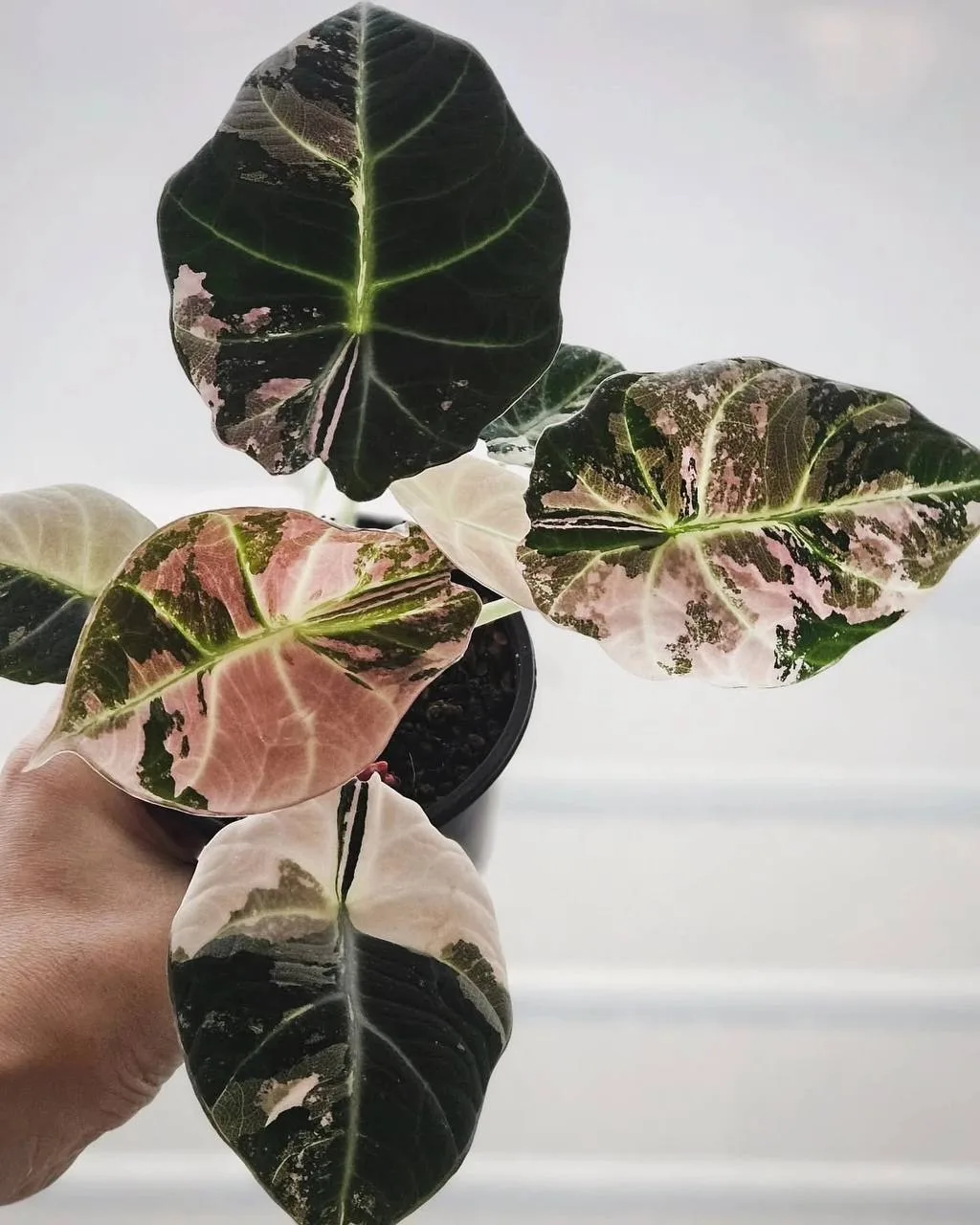 #Алоказия Black Velvet Pink Variegata - яркая красота🌞
