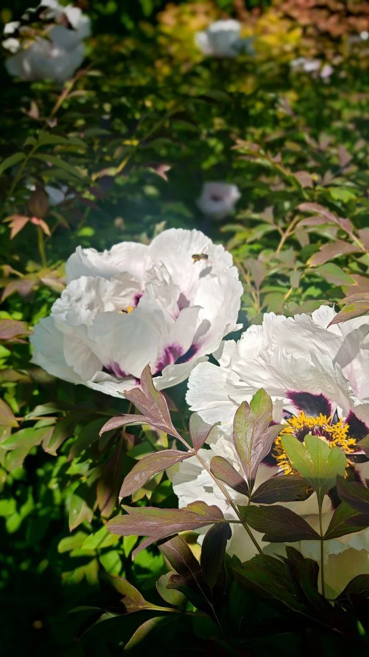 🌸🌿 В Ботаническом саду зацвели древовидные пионы. Настоящая цветочная роскошь  Крупные бутоны, насыщ