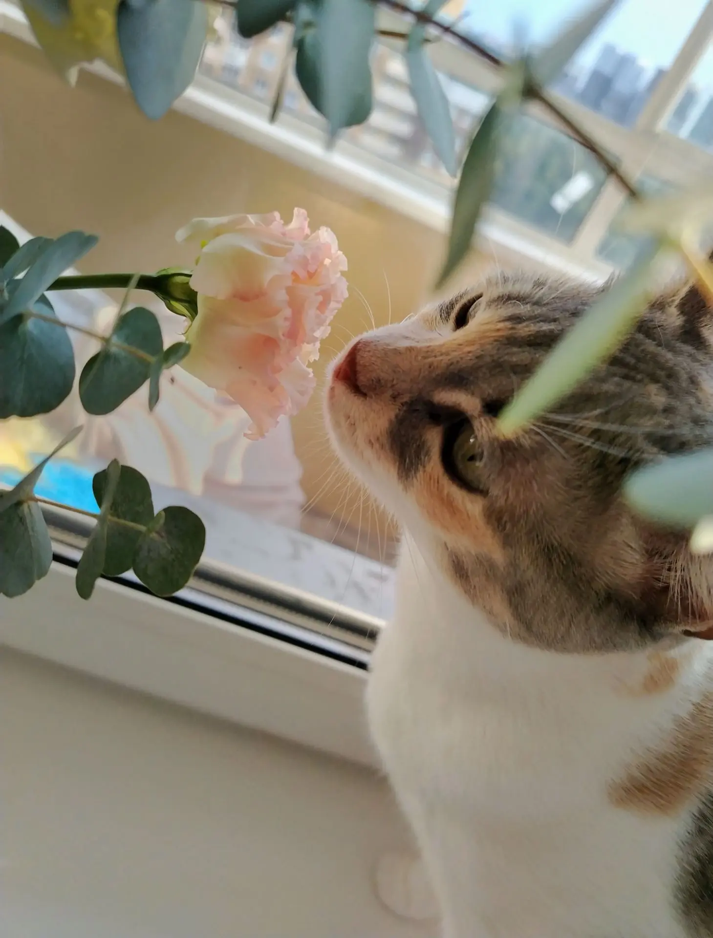 ❤️😻