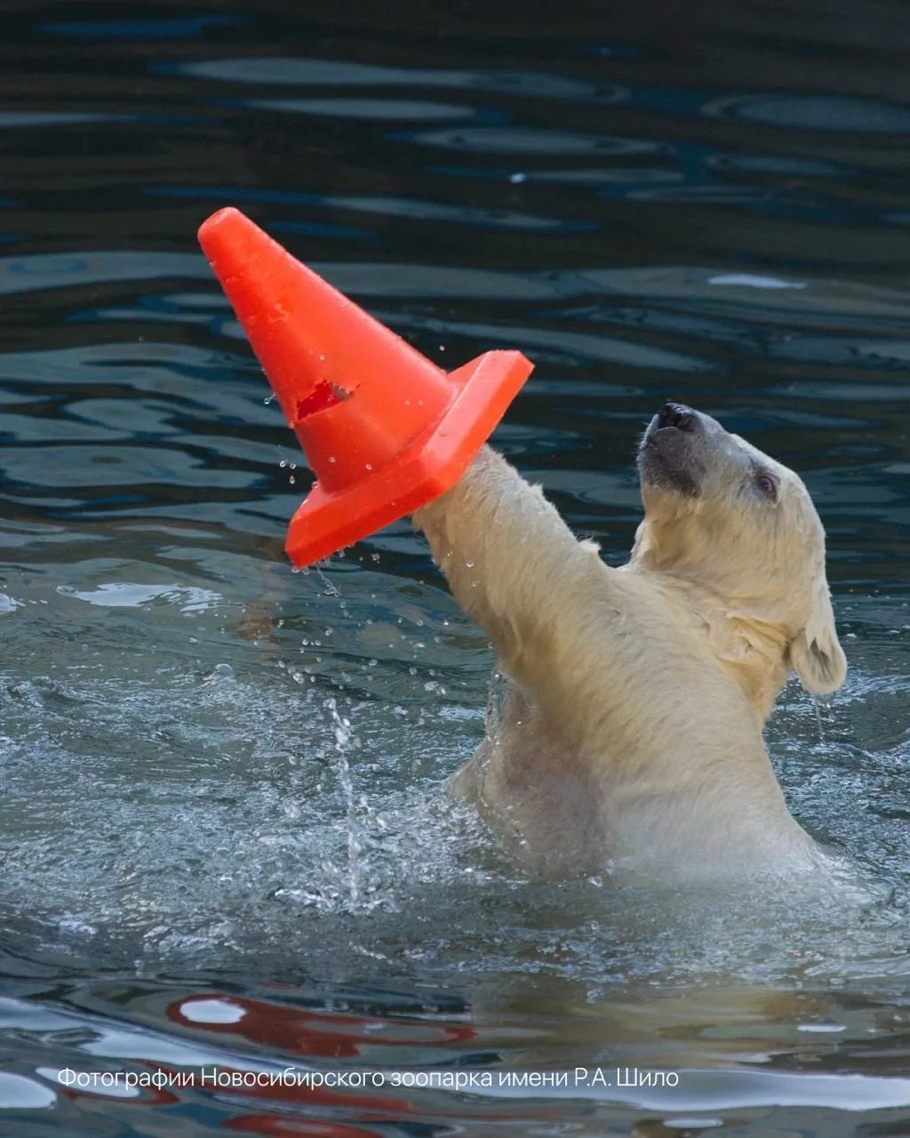🐻 В Новосибирск — к Умке!