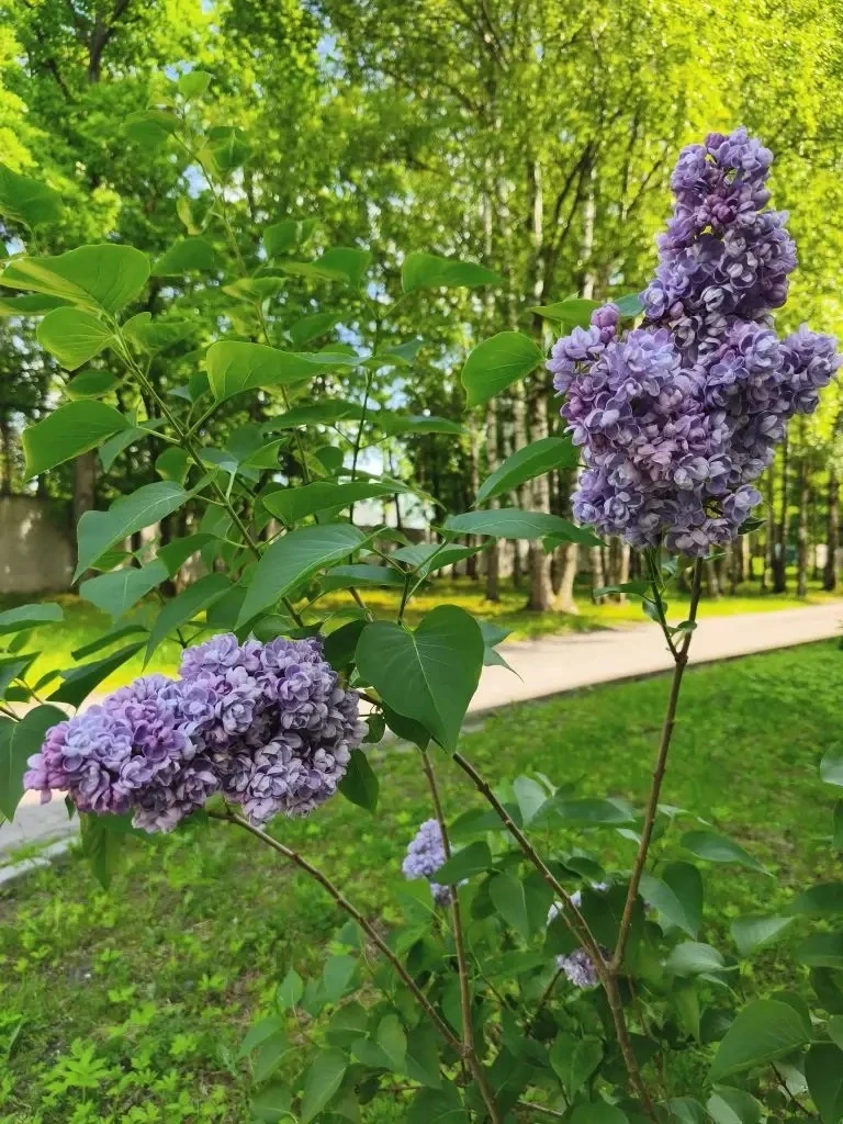 В первые июньские дни нас радует первое цветение молодой сирени, высаженной нашими учен...