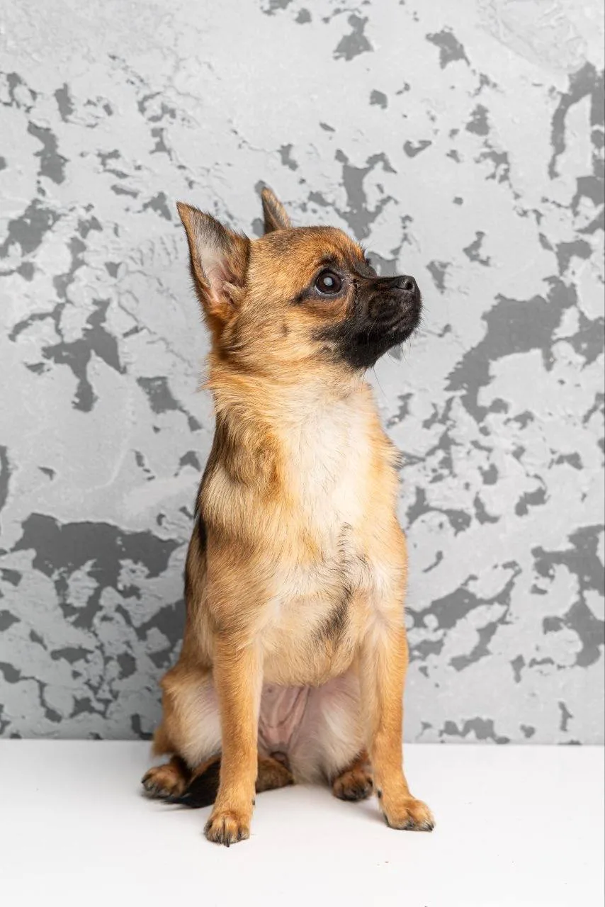 Ищет дом крошка Череда из «Домика Мелкашей» Балашиха 🌸🐕 Москва и МО  Привет, я Череда! 👋 Я — полтора