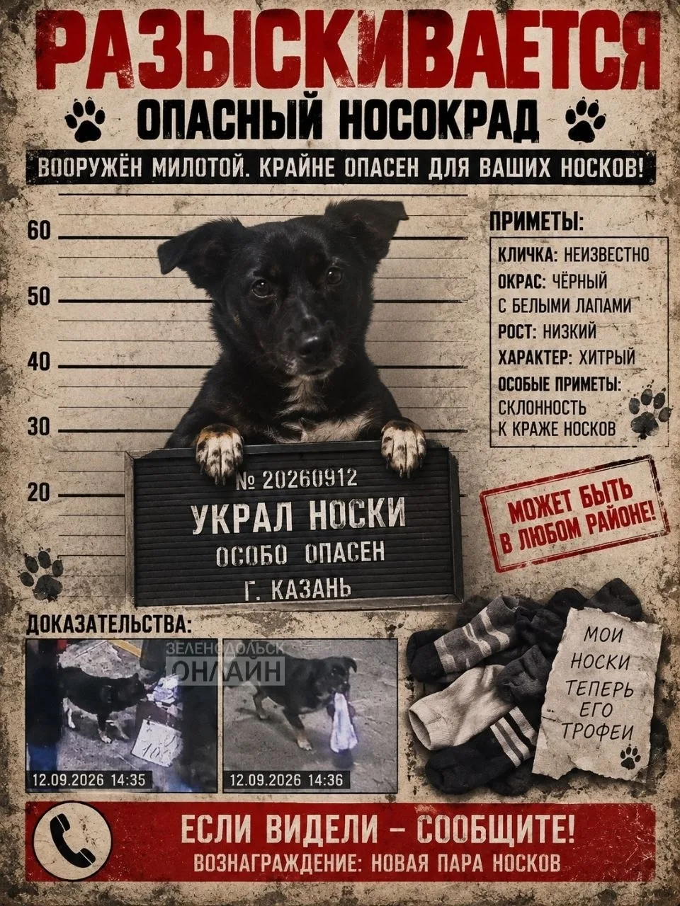 Подозревается в хищении носков, тапок и, по слухам, стратегических запасов бутербродов.