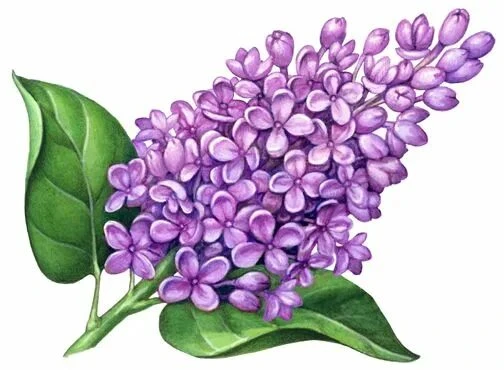 Нетрадиционная техника 🎨 рисования 🎨