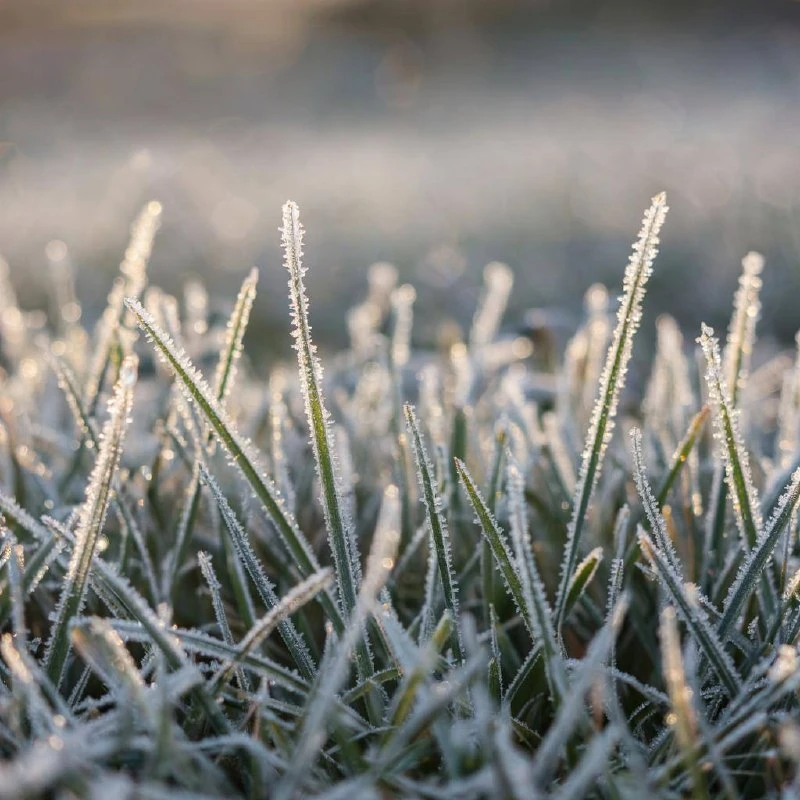 ‼️Штормовое предупреждение: заморозки в Тюменской области!