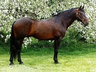 🐴Боррелиоз (болезнь Лайма) у лошадей — это мультисистемное инфекционное заболевание, п...