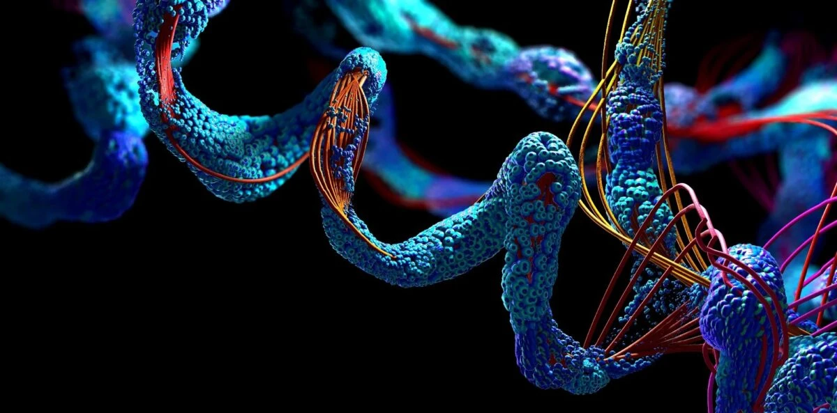 🔬 Ограничение отдельных аминокислот может влиять на обмен веществ и старение — но людя...