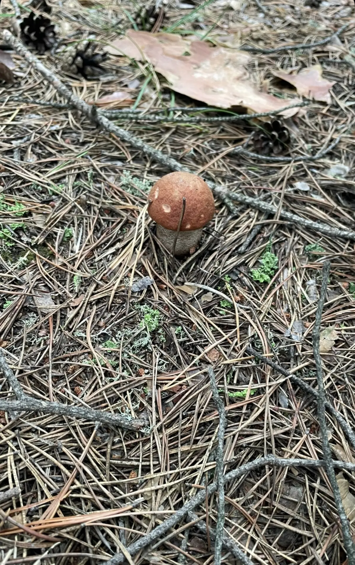 Сезон тихой охоты 🍄‍🟫🤎 Не забывайте правила безопасности!