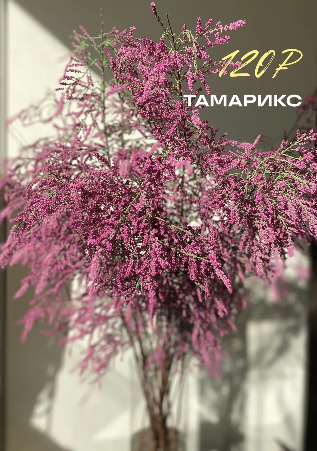 [СВЕЖАЯ ПОСТАВКА]

Заказ можно оформить через бот @id366605167228_bot

Ежедневно с вами
📍 Никитинск