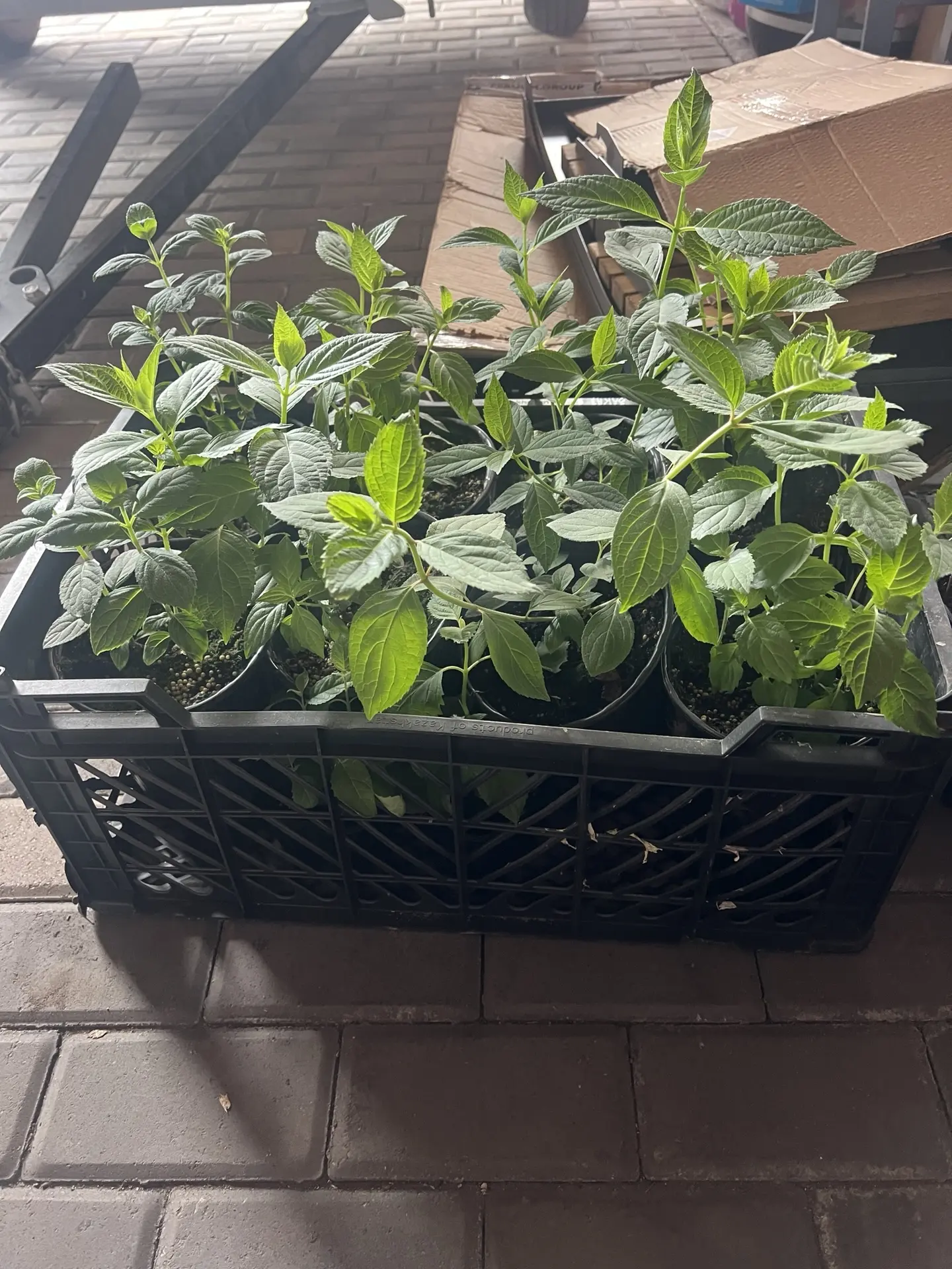 Двухлетние🌱