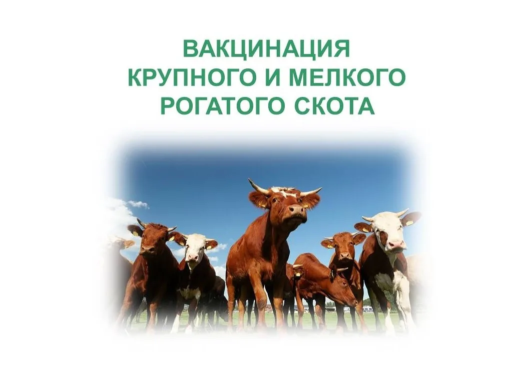 План проведения ежегодных, ветеринарных профилактических мероприятий на территории Касп...