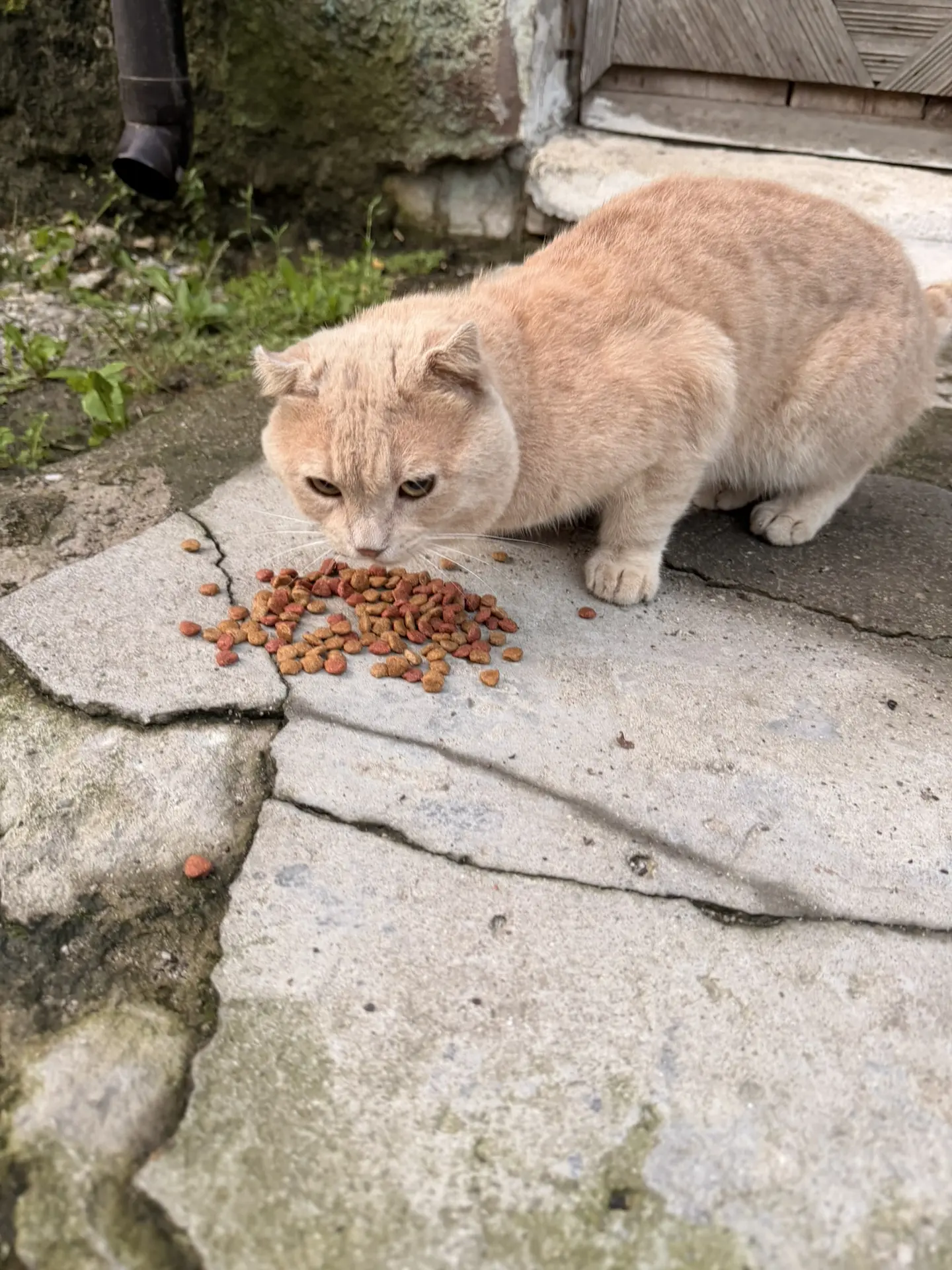 🐈Добрые соседи выкинули очередного котика.