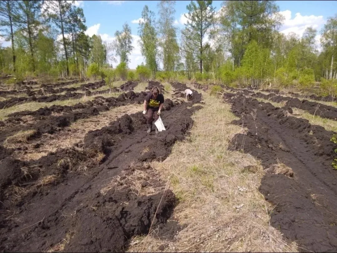 В лесах Красноярского края высадили 4,5 миллиона молодых деревьев 🌲 

Самое большое пополнение в Мо