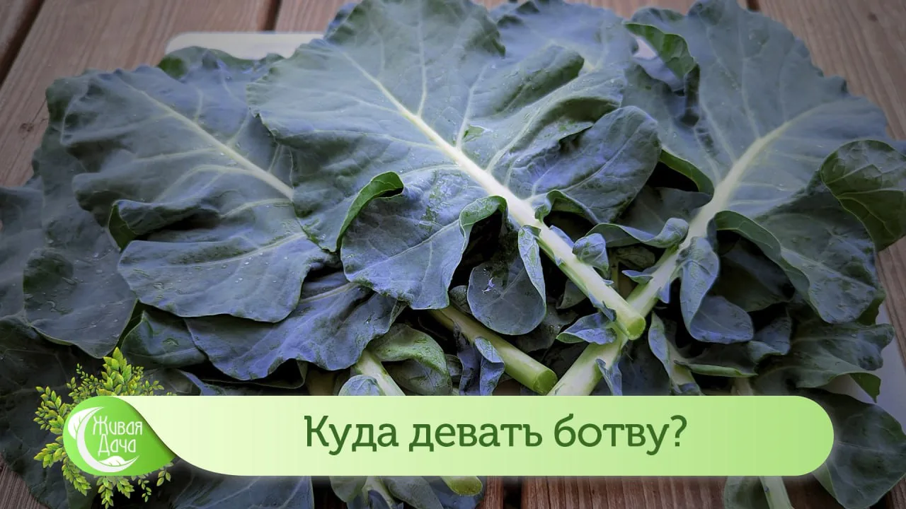Куда девать ботву?
