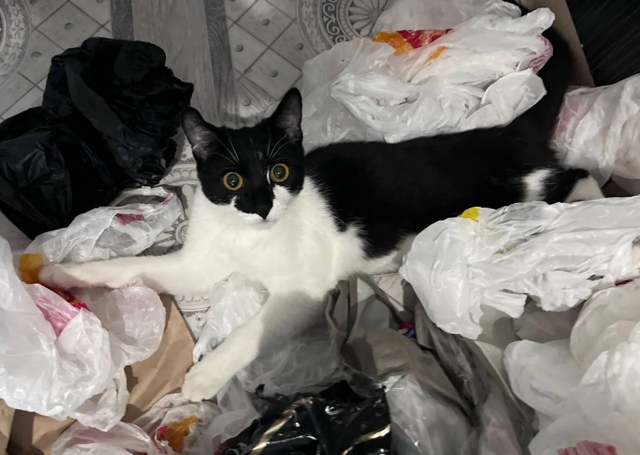 Отдам кота в добрые руки, возраст примерно год, нашли зимой котеночком, блох нет, к лот...