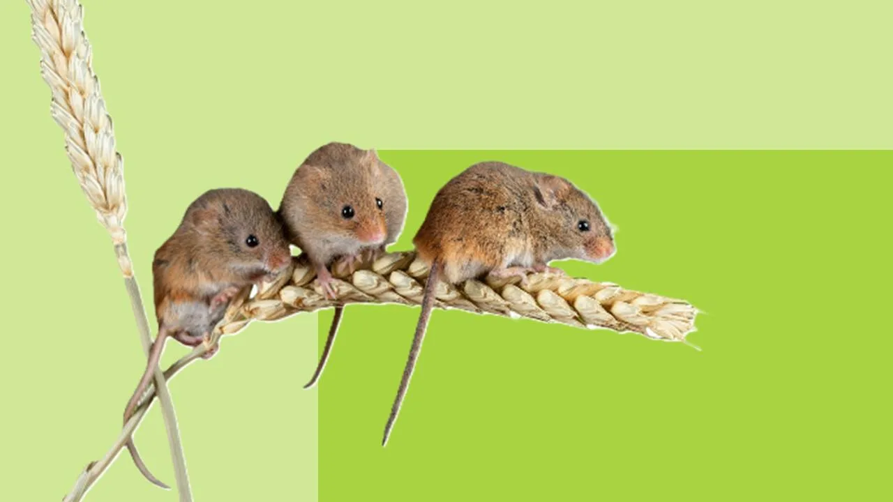 🐭🏡Мышиный сюрприз: чем может быть опасна уборка на даче?