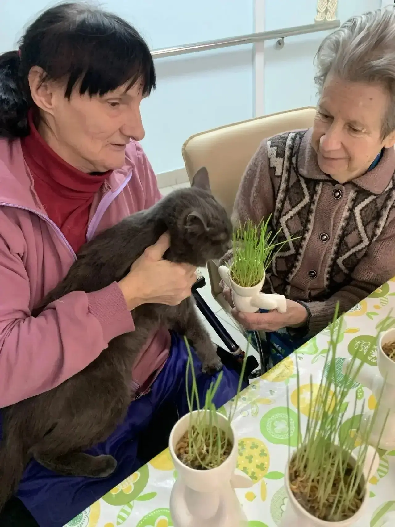 😸Коты Амур и Шерхан  - любимцы Кировского дома-интерната

✨Пушистые «социальные работники» оказалис