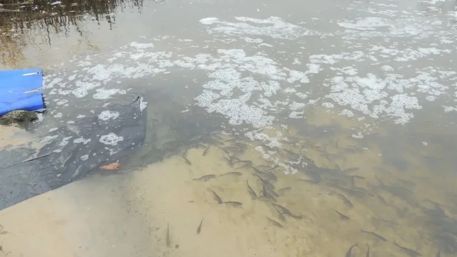 🐟В три воронежские реки выпустят 220 тысяч мальков толстолобика
 
В реку Битюг выпустят 211 тыс. ма