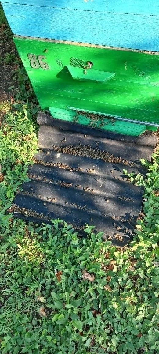 😱 Распылили яды без предупреждения: вторую неделю подряд в Воронежской области массово гибнут пчёлы
