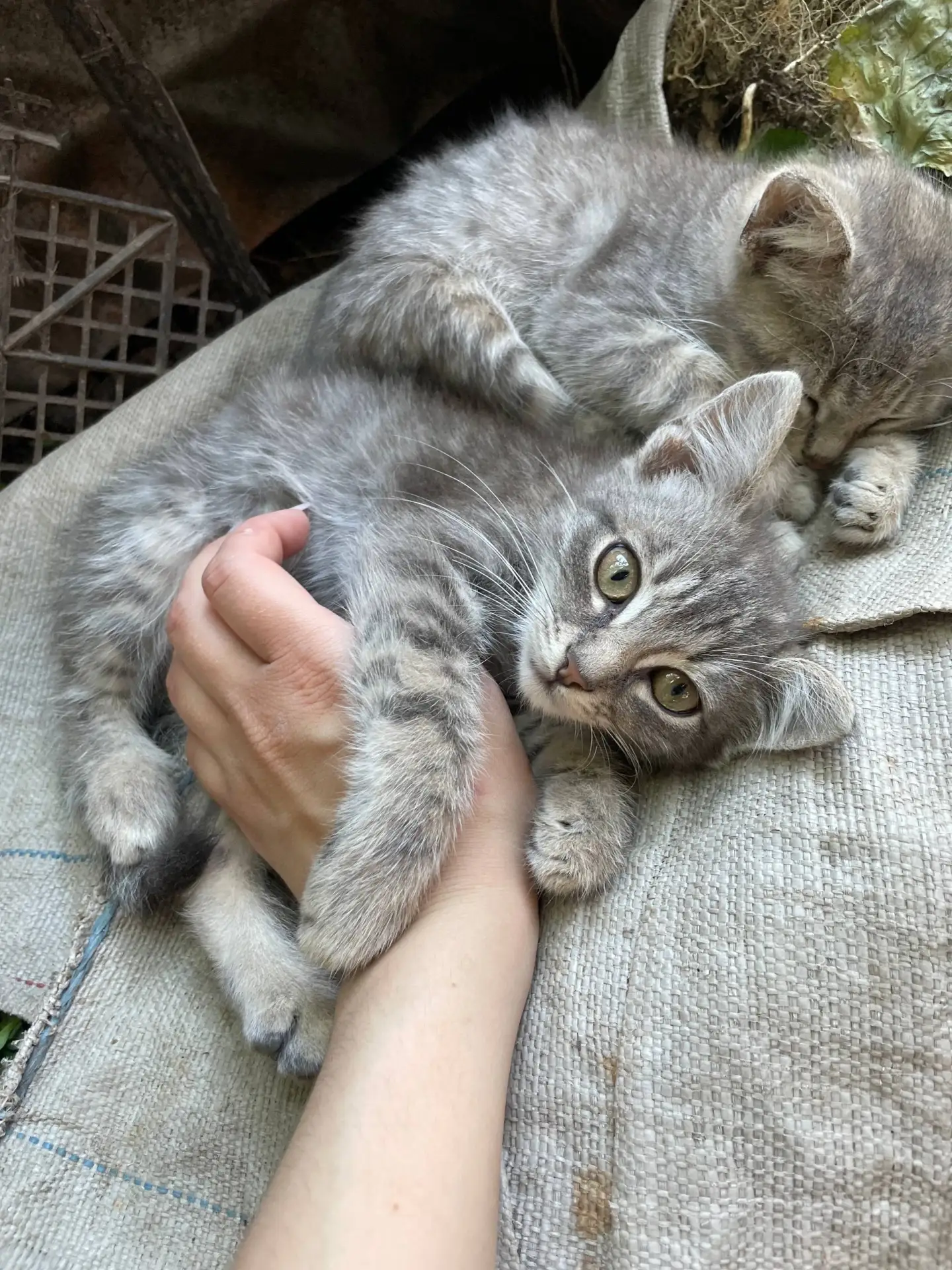 ОТДАДИМ КОТЯТ В ДОБРЫЕ РУКИ