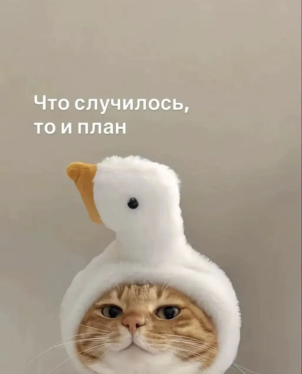 Девочки, какой план на сегодня? 😉