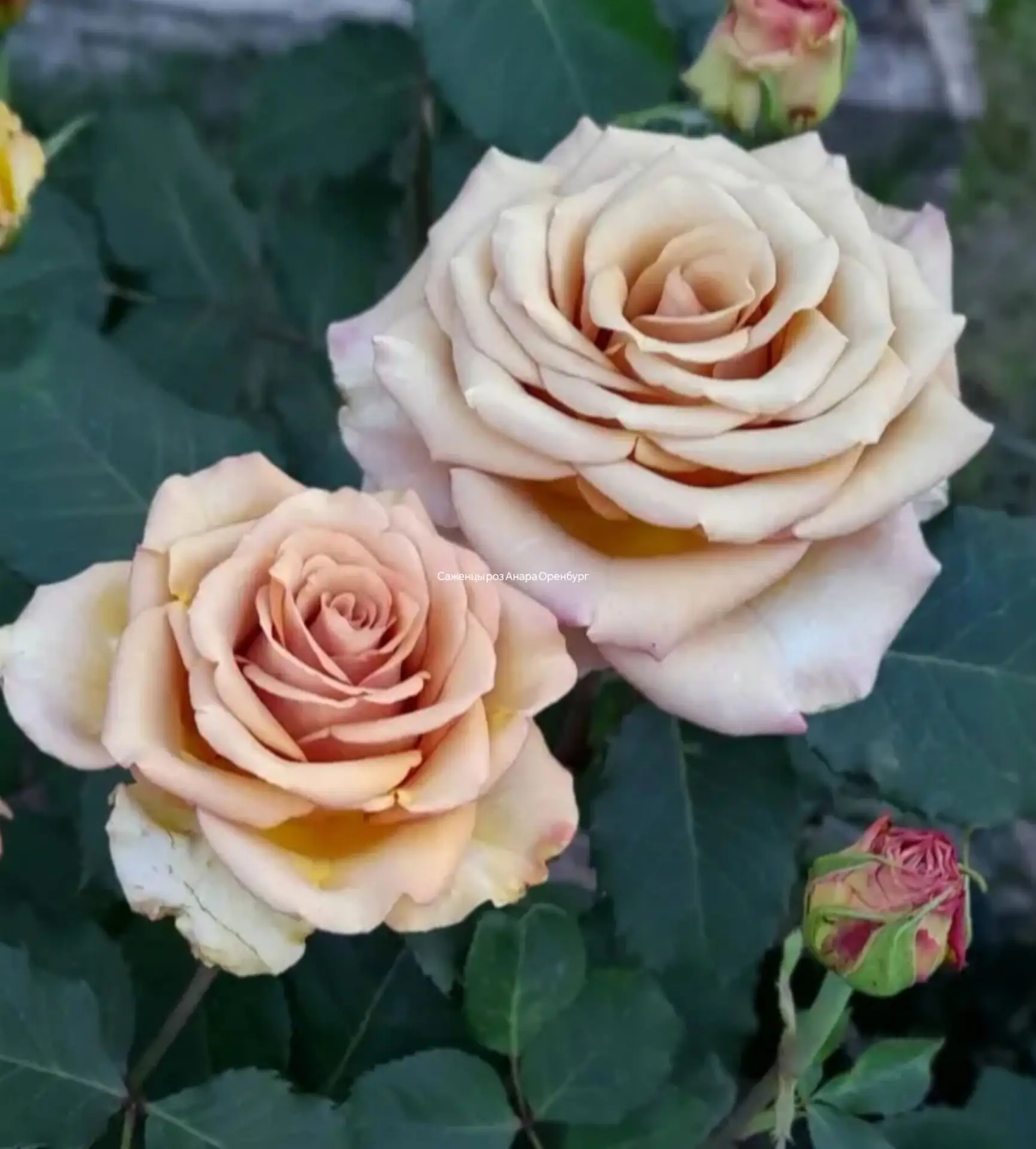 Роза 🌹 Марракеш