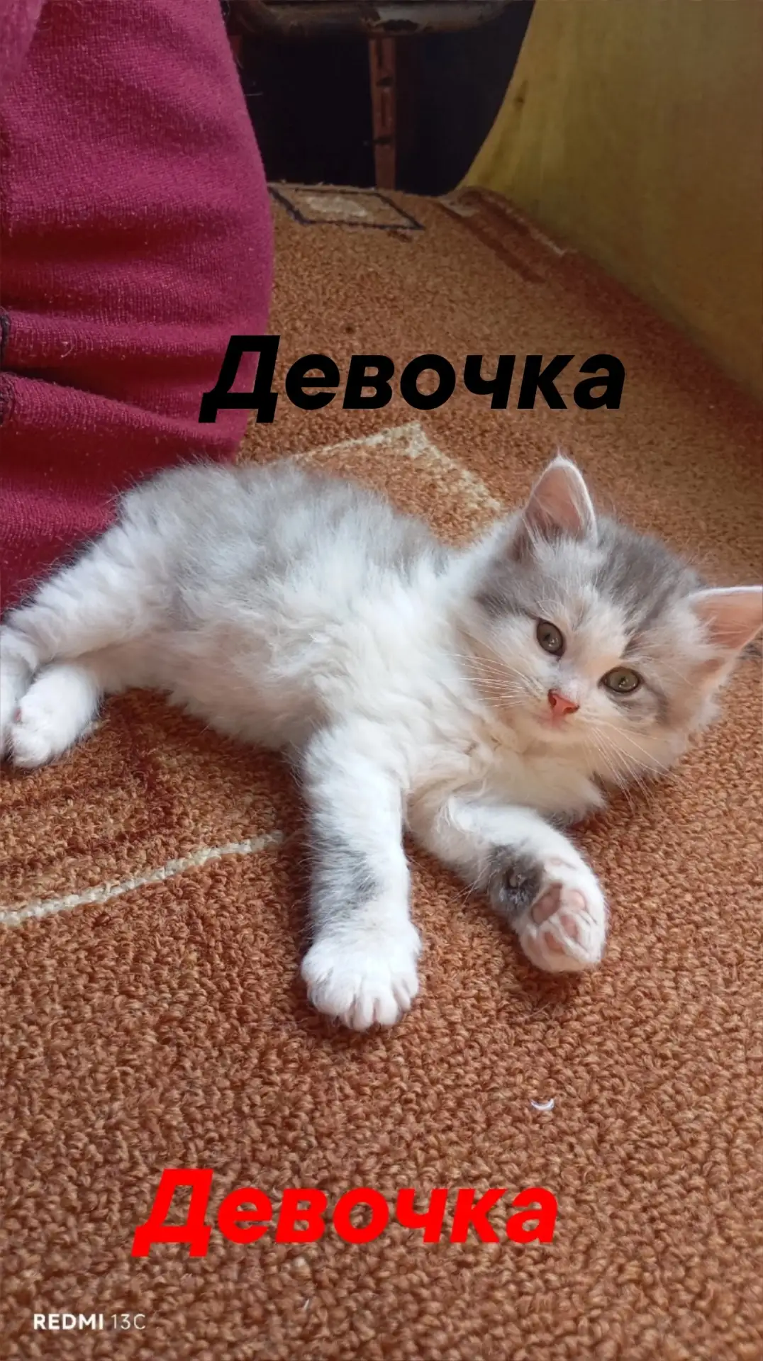 🆘Пожалуйста срочно! ... Помогите...  От них хотят  избавится, если не заберут... Вывезут или 🙈😭😭