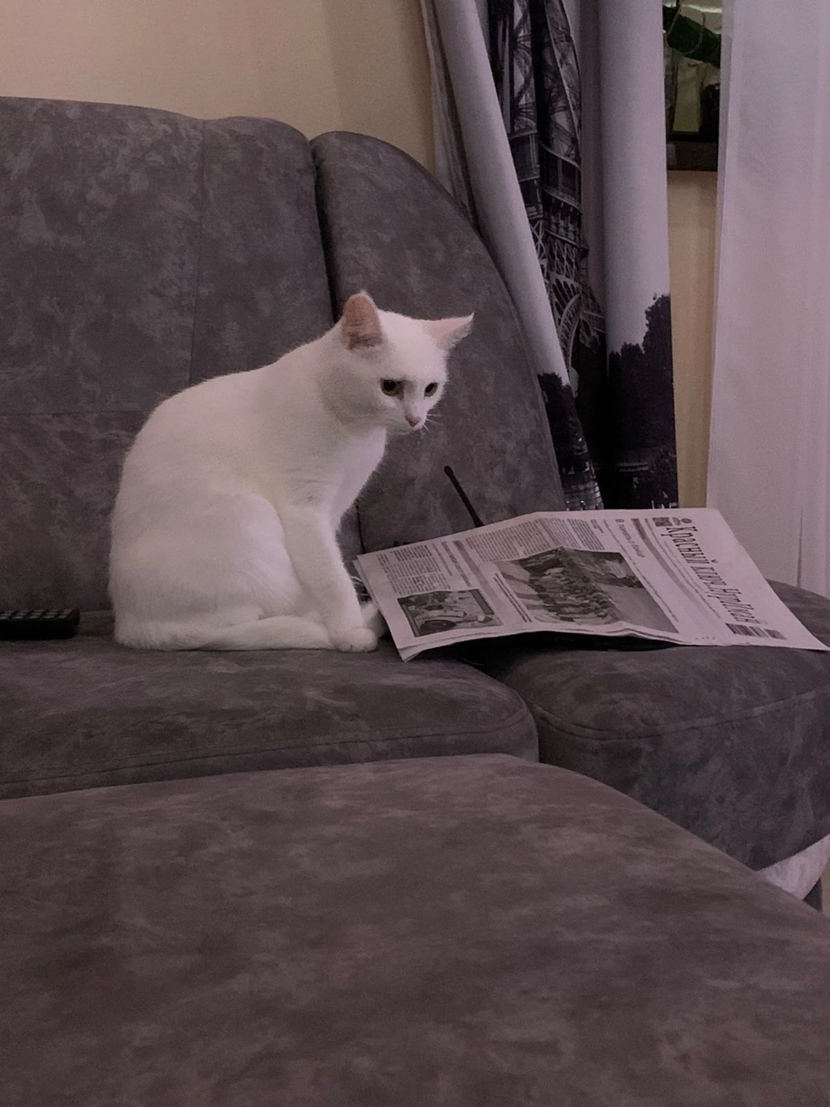 🐈Даже котики читают «районку» 📰