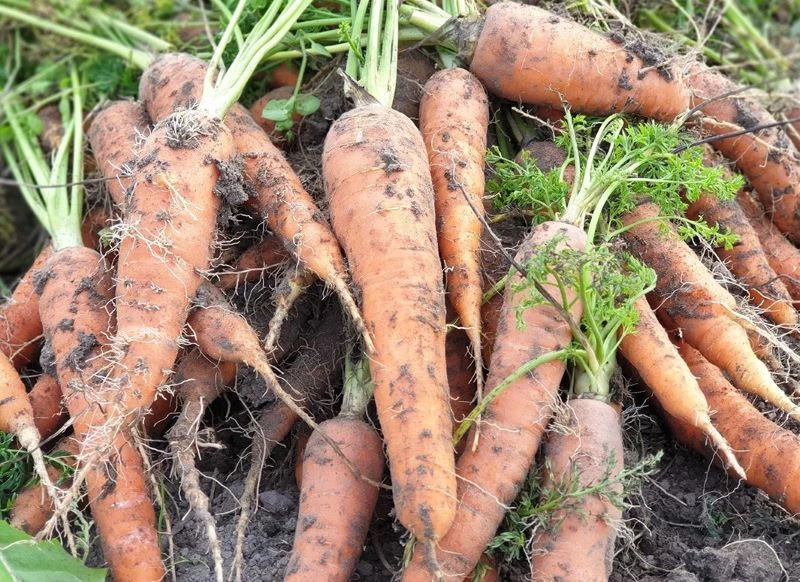 🥕 Почему морковь выросла волосатой?