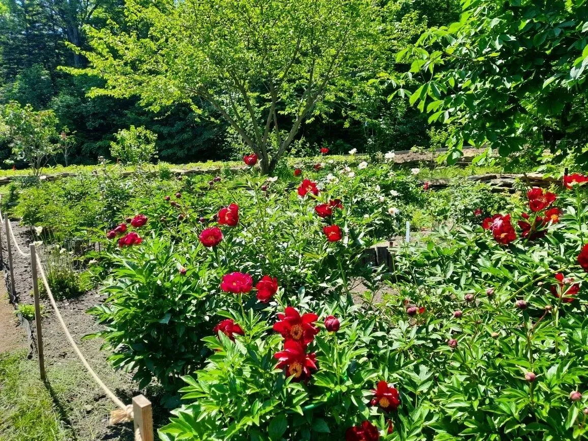 🌷Одним из увлекательных событий пришкольного лагеря  стало посещение Ботанического сада города Влад