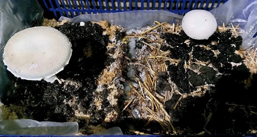 Ещё одно направление нашей агрошколы: выращивание грибов! 🍄🌱

Наша ученица Ульяна Наугольных испыт