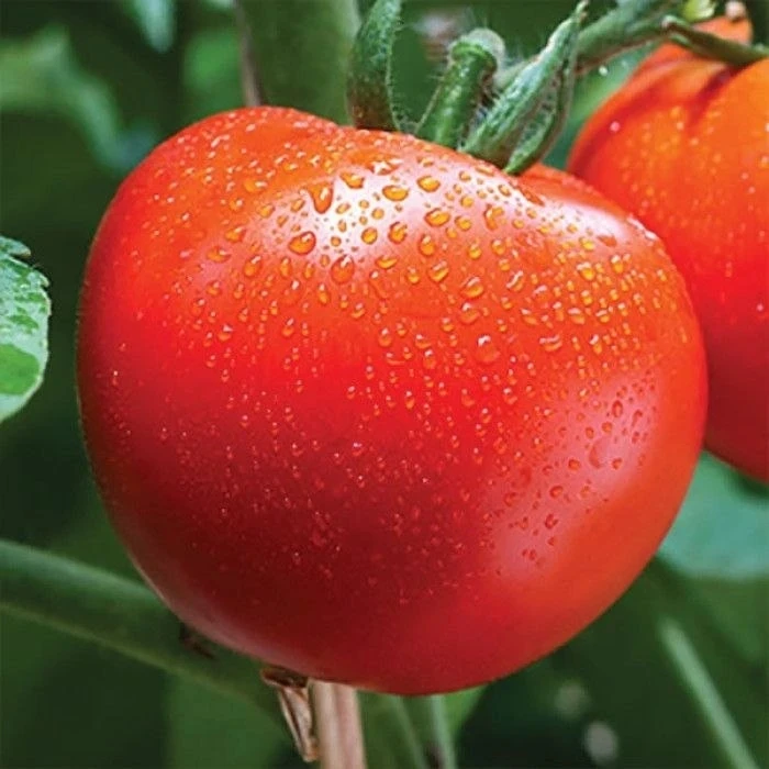 Секреты выращивания томатов, о которых знают не все 🍅

Хотите получить крепкие кусты и богатый урож
