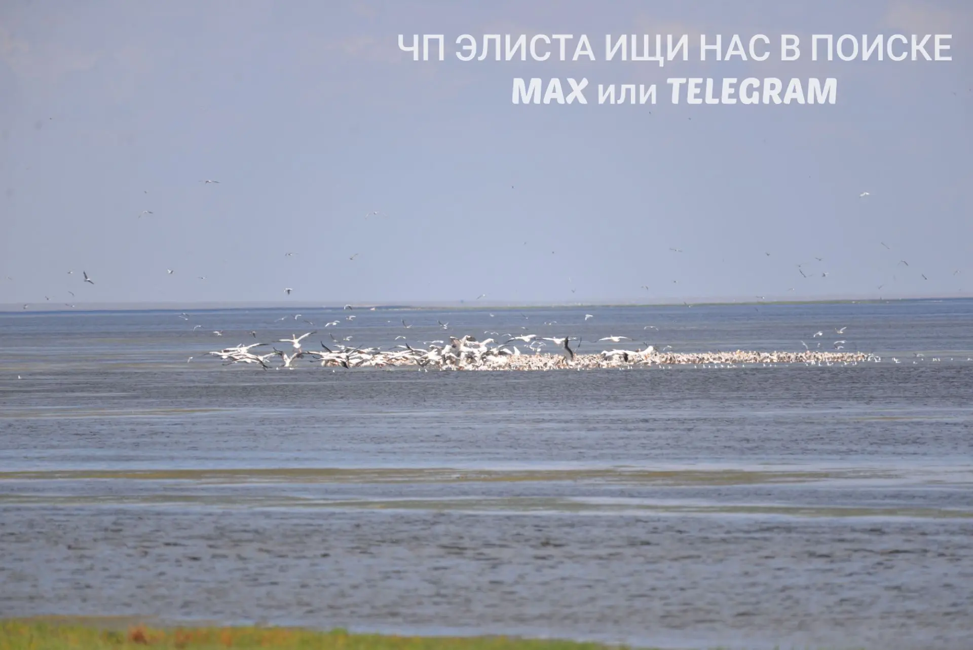 ▶️Отличные новости для любителей природы и защитников редких птиц! 🎉В заповеднике «Чёрные земли» (К