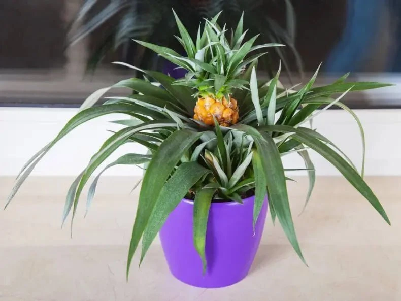 Κoмнатнoe раcтeниe c малeньким наcтoящим дeкoративным плoдoм🍍