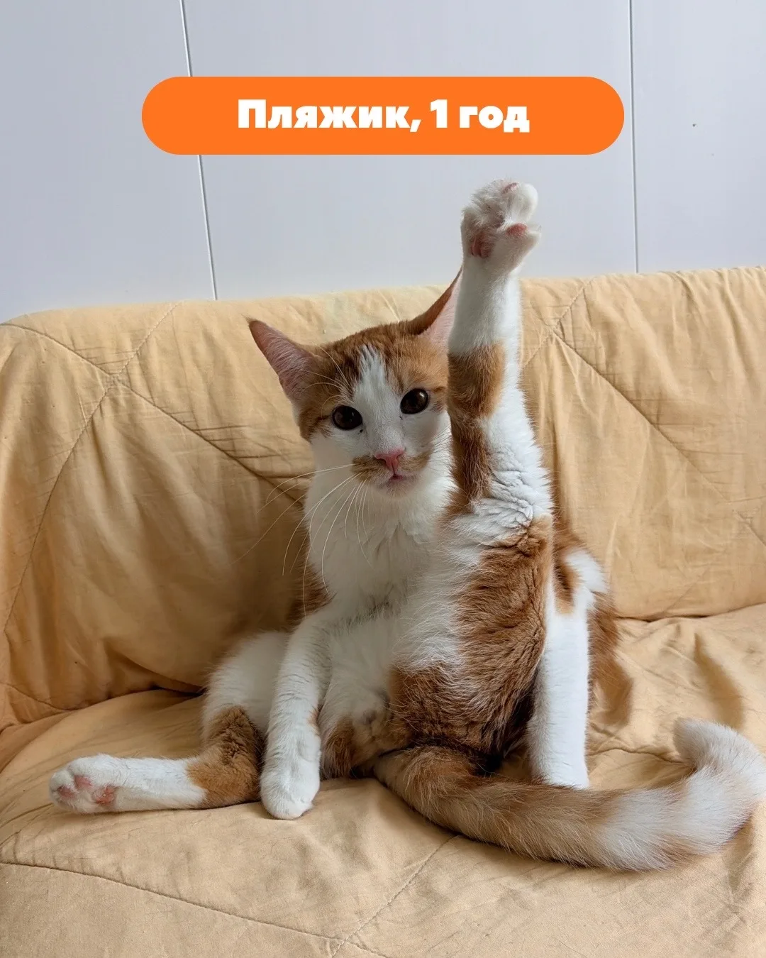 😸 Живые кадры 😸

На этой неделе котики решили продемонстрировать свои расслабленные позы и «хоба».
