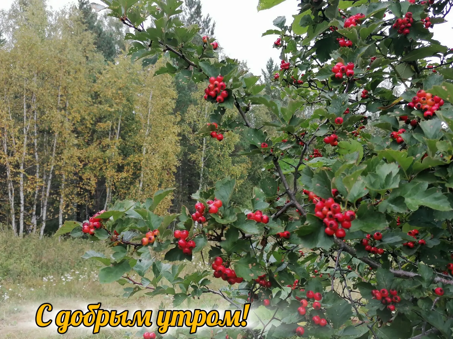 🍏 Доброе утро! Пусть неделя начнётся с хороших новостей, простых решений и приятных сю...