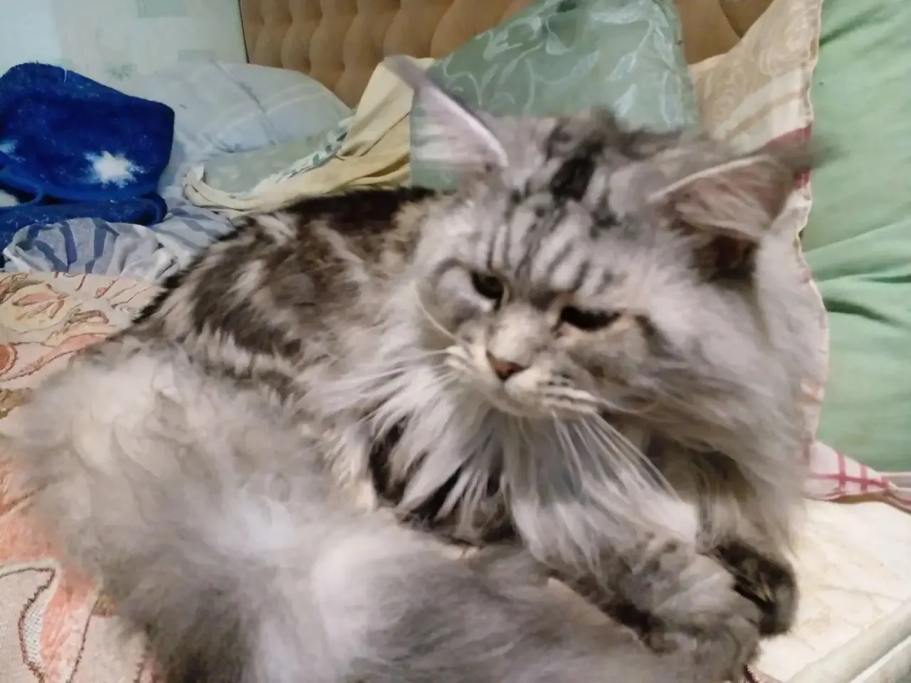 Отдам кота породы мейн-кун , в добрые руки